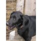 Nero, Labradormix - Rüde