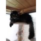 Nero, Maine Coon - Kater