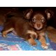 Nero, Nayla, Chihuahua langhaariger Schlag Welpen - Hündin