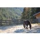 Nero, Reitpony - Friese - Wallach
