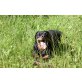 Nero, Rottweiler - Rüde