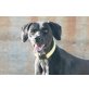 Neron, Weimaraner-Mix - Rüde