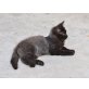 Nerone, EKH - Kater
