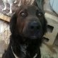Nerone er sehnt sich sehr nach Liebe , Mischling, 38 cm - Rüde