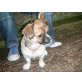 Nesa, Pekinese-Chihuahua-Mix - Hündin