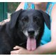 Ness *Senior*, Labrador Mix - Rüde