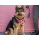 Nessa, ein echter Sonnenschein!, Deutscher Schäferhund - Hündin