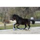 Nessos, NESSOS (Englisches VB x Ö. Warmblut) - Hengst