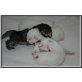 Nest of lucky-animals, Maine Coon - Kater