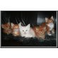 Nest of lucky animals, Maine Coon - Kater