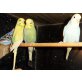 Nestjunge Wellensittiche, Wellensittich