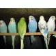 Nestjunge Wellensittiche abzugeben, Wellensittich