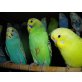 Nestjunge Wellensittiche auch Rainbows, Wellensittich