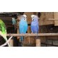 Nestjunge Wellensittiche auch Rainbows, Wellensittich