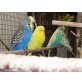 Nestjunge und Zuchtreife Wellensittiche, Wellensittich