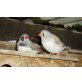 Nestjunge und Zuchtreife Zebrafinken abzugebe, Zebrafinken