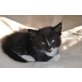 Netis, Maine Coon - Kater