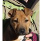 Netto - NOTFALL, Shar Pei Mix Welpen - Rüde