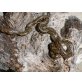 Netzpython - weiblich