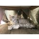 Neues Zuhause mit Freigang gesucht - Katze