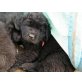 Neufundländer/Leonberger Welpen - Rüde