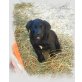 Neufundländer/Rotti Welpen - Rüde