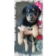 Neufundländer /Rottweiler - Hündin