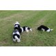 Neufundländer Welpen - Rüde