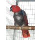 Neuguinea-Edelpapageien - weiblich