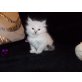 Neva Masquarade Babys vom Sternennebel, Neva Masquarade - Katze
