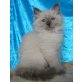 Neva Masquarade - Kater