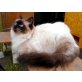 Neva Masquarade - Kater