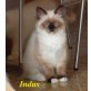 Neva Masquarade - Kater