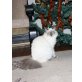 Neva Masquarade - Kater