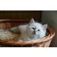 Neva Masquarade - Kater