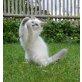 Neva Masquarade - Kater