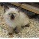 Neva Masquarade - Kater