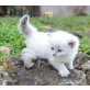 Neva Masquarade - Kater