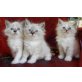 Neva Masquarade - Kater
