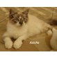 Neva Masquarade - Kater