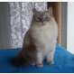 Neva Masquarade - Kater
