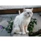 Neva Masquarade - Kater
