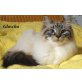Neva Masquarade - Katze
