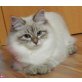 Neva Masquarade - Katze