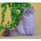 Neva Masquarade - Katze