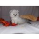 Neva Masquarade - Katze