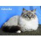 Neva Masquarade - Katze