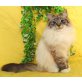 Neva Masquarade - Katze