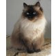 Neva Masquarade - Katze