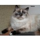 Neva Masquarade - Katze